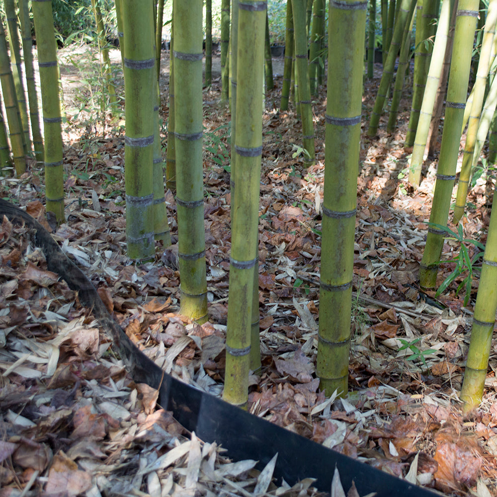 Bamboo Shield