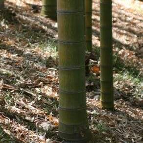 Giant Bamboo