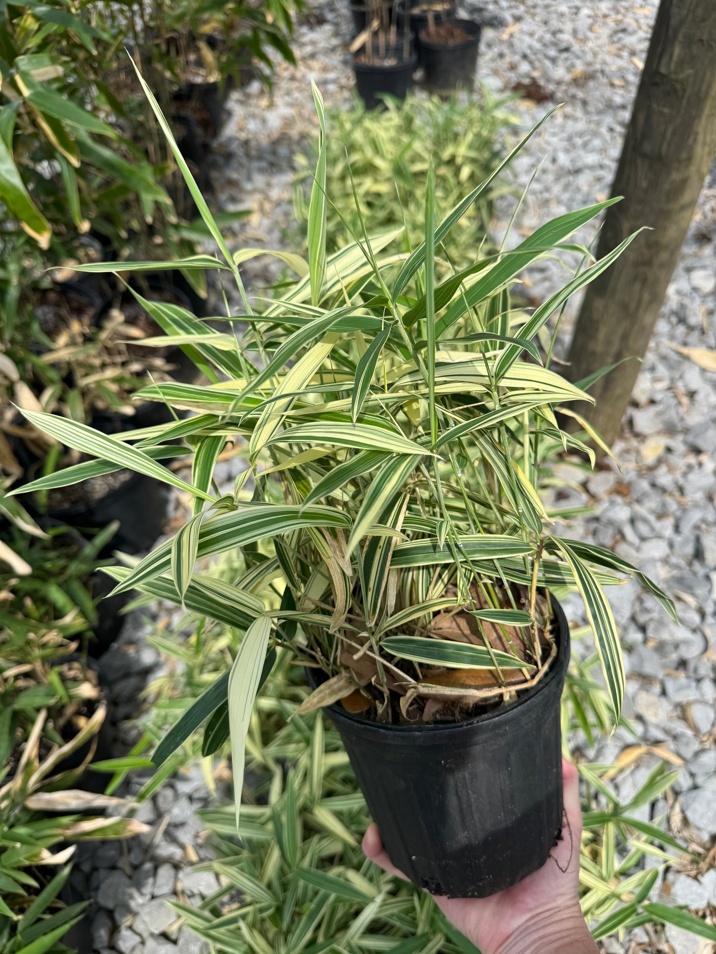 Albostriata