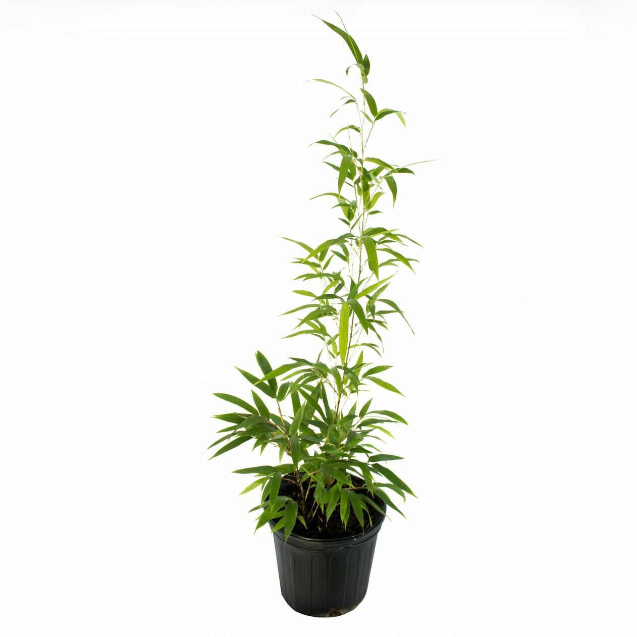 Black Bamboo
