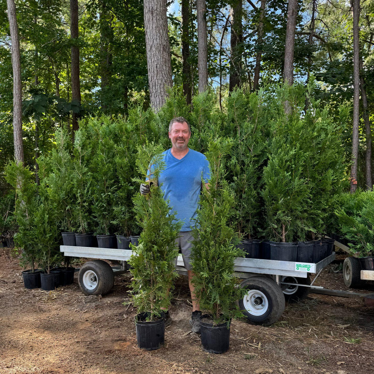 Green Giant (Thuja Tree)