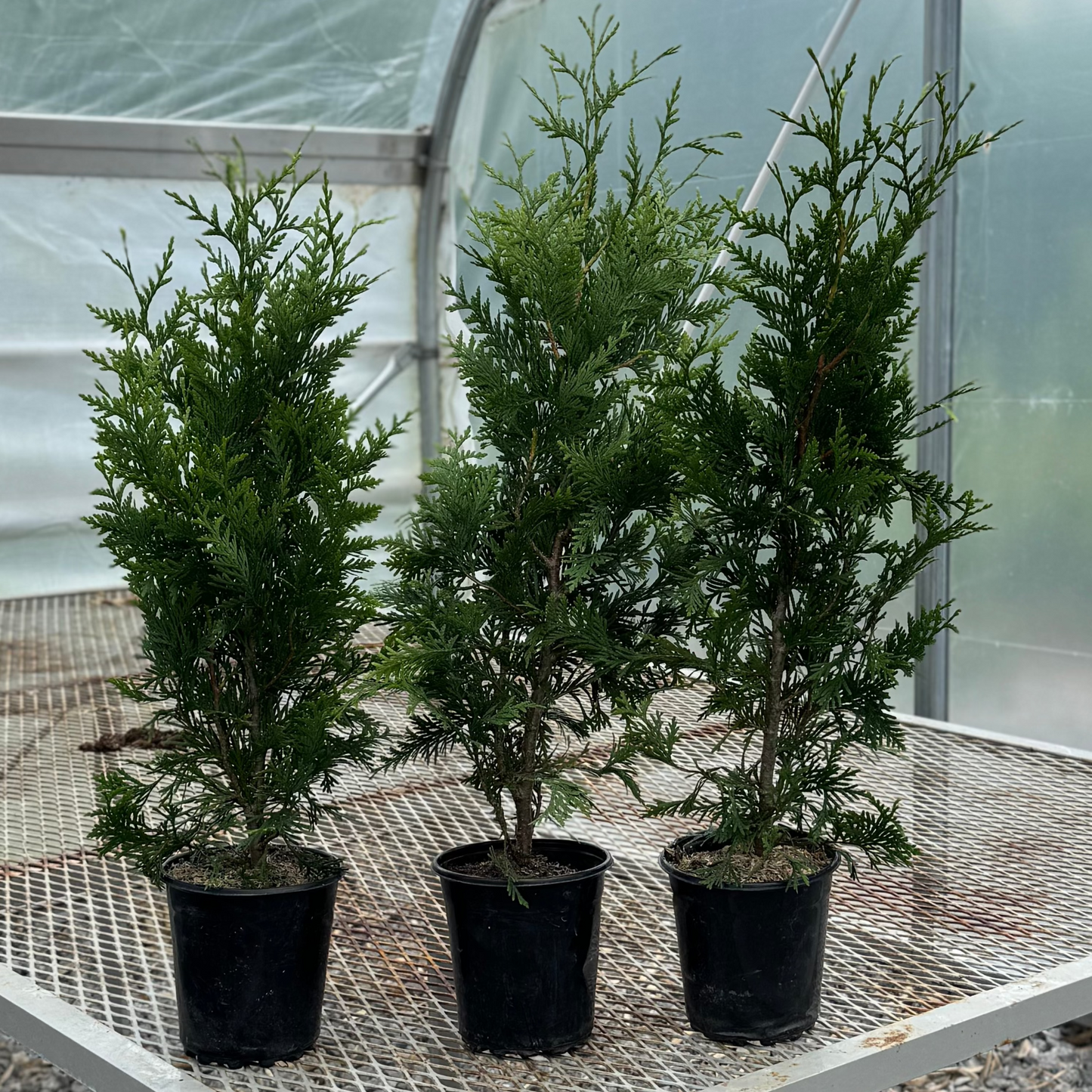 Three potted one gallon sizes of the Thuja 'Giant Green' plants on a metal stand inside a greenhouse.