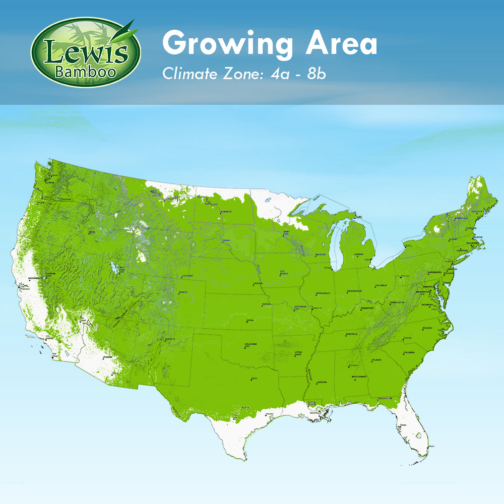 Emerald Green (Thuja Tree)