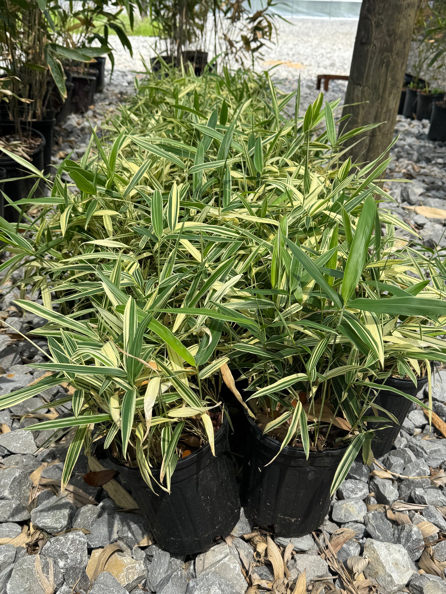 Albostriata