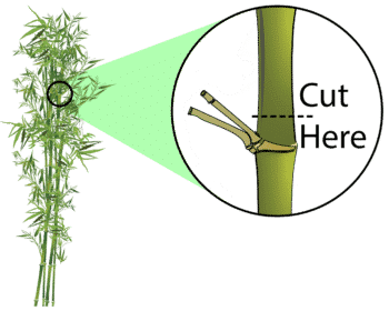 Diagram for topping bamboo. It's best to cut just above the nodal ring.