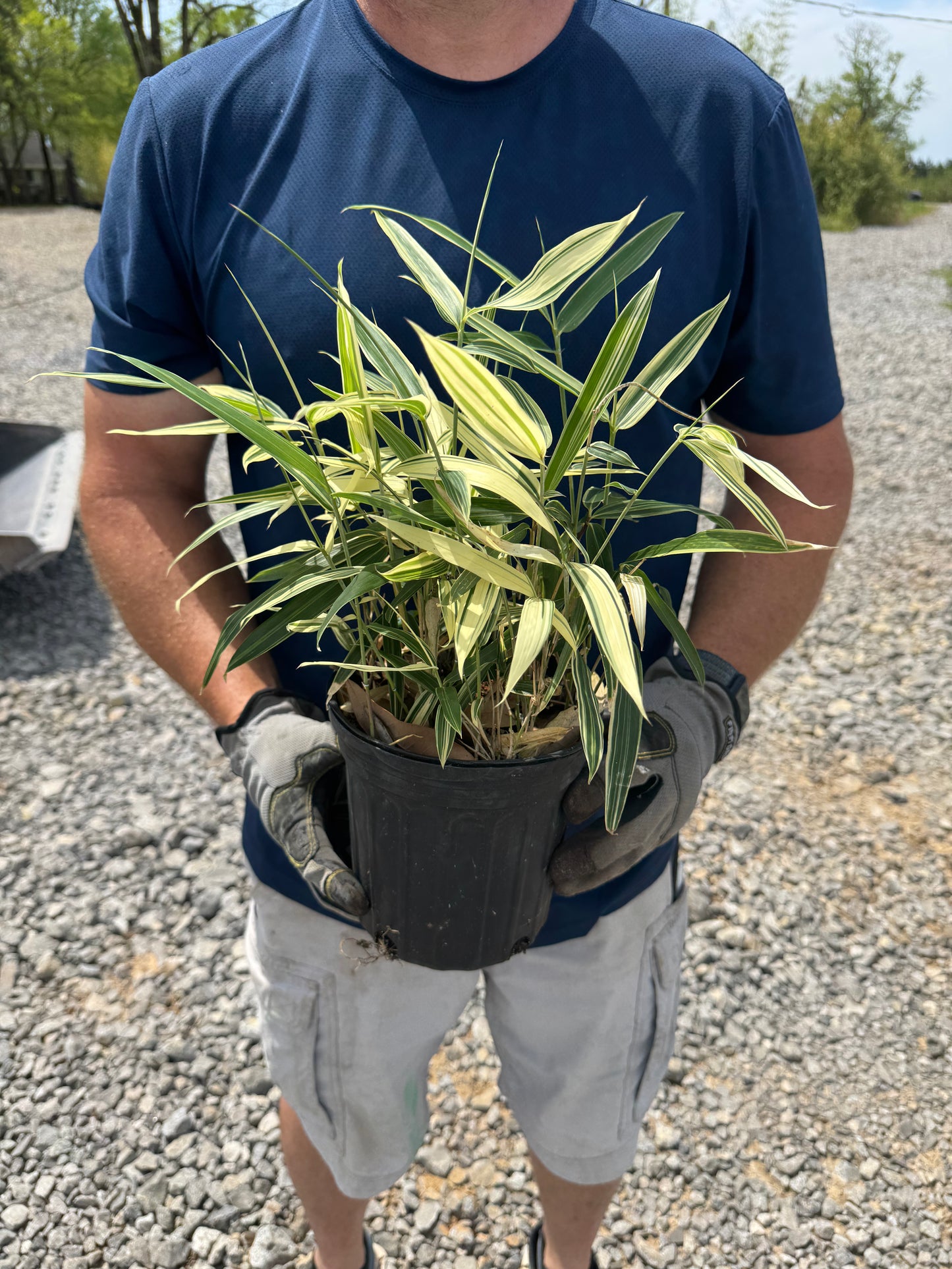 Albostriata