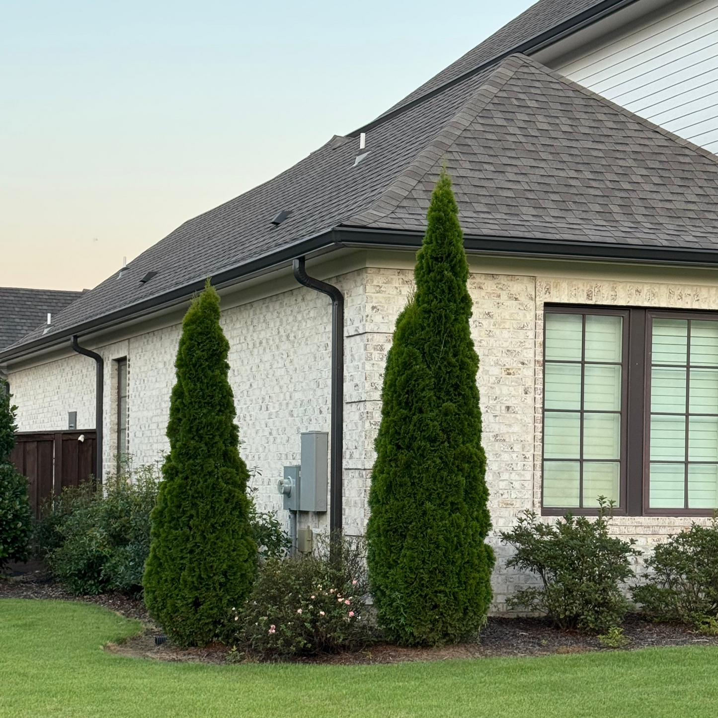 Two tall emerald green thujas in front of a house with a clear sky.