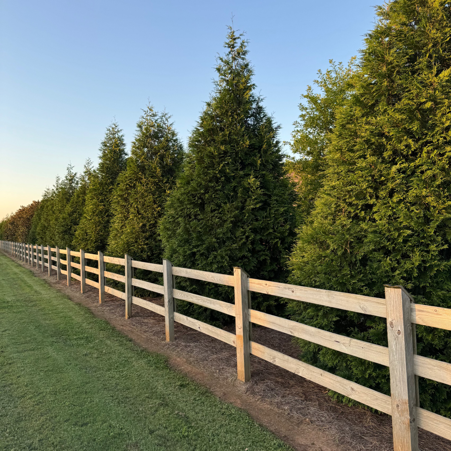 Tuja ginat green providing privacy behind a fence northern view