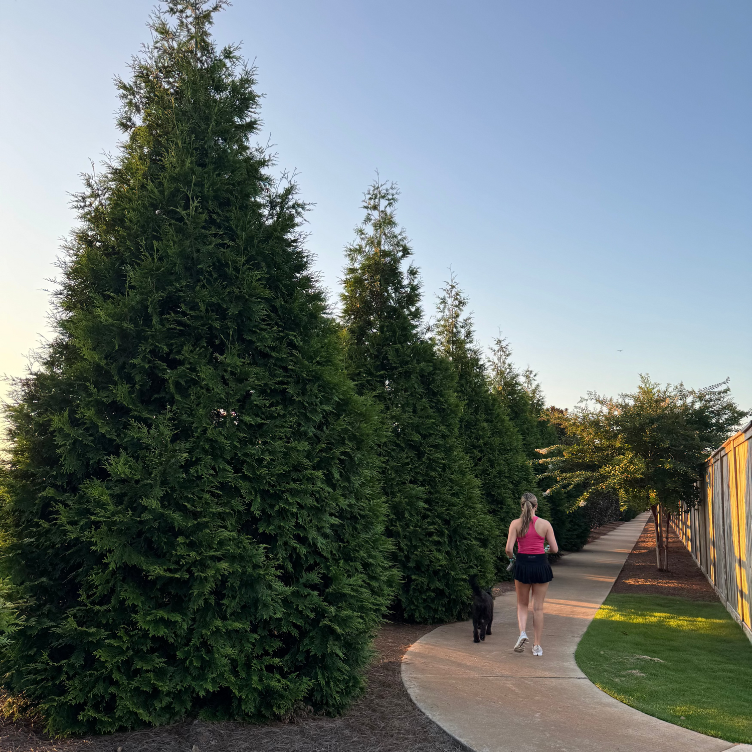 Girl walking her dog down a path screened with giant thujas