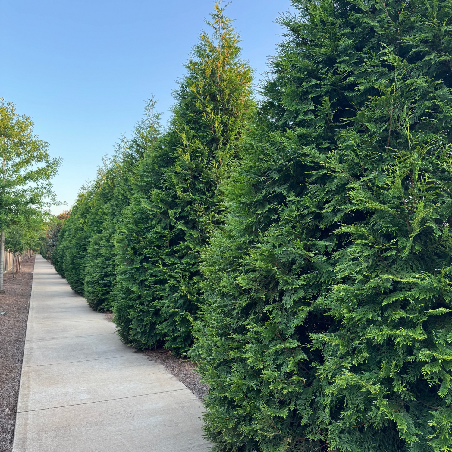 Thuja besdiie a walking path.