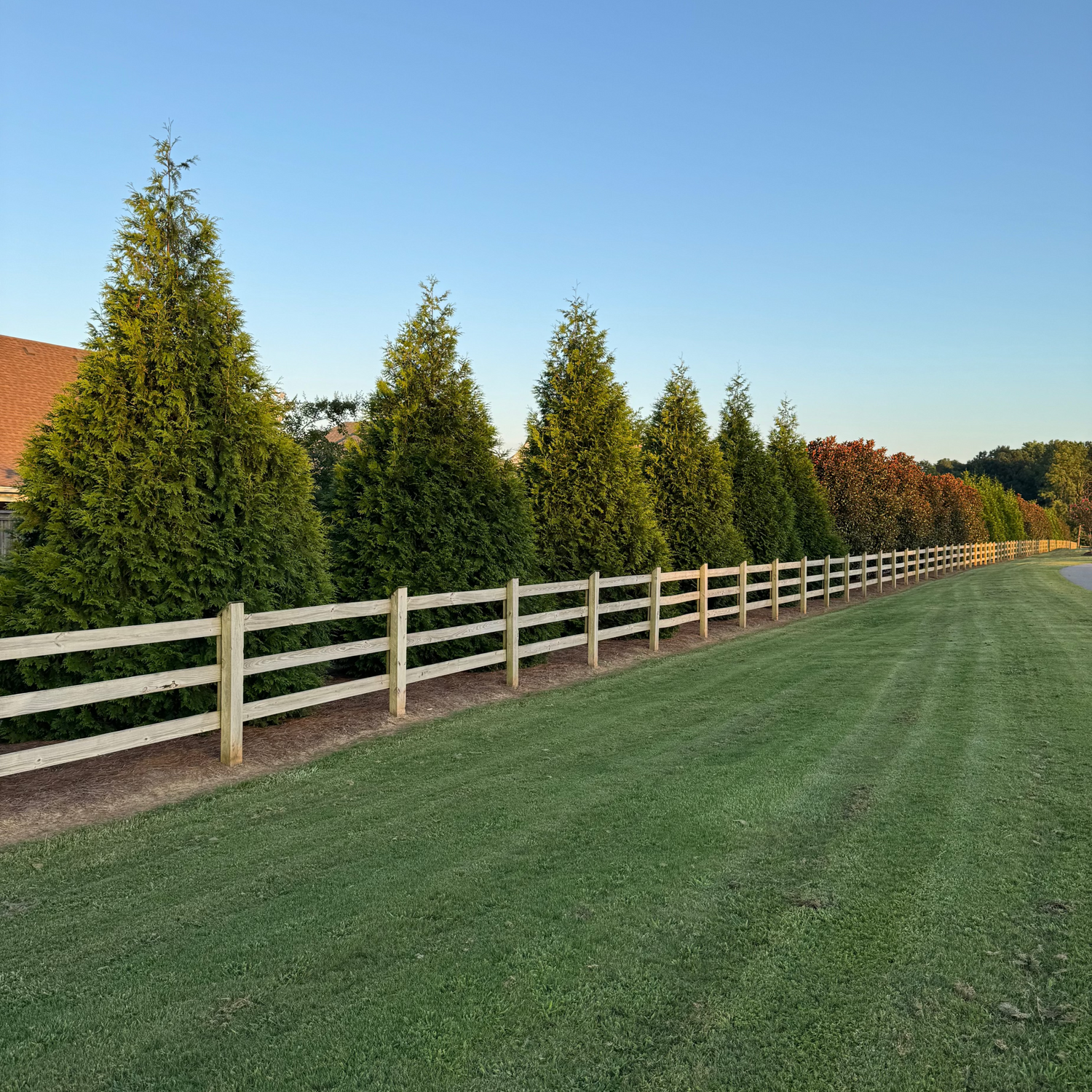 Tuja ginat green providing privacy behind a fence southern view