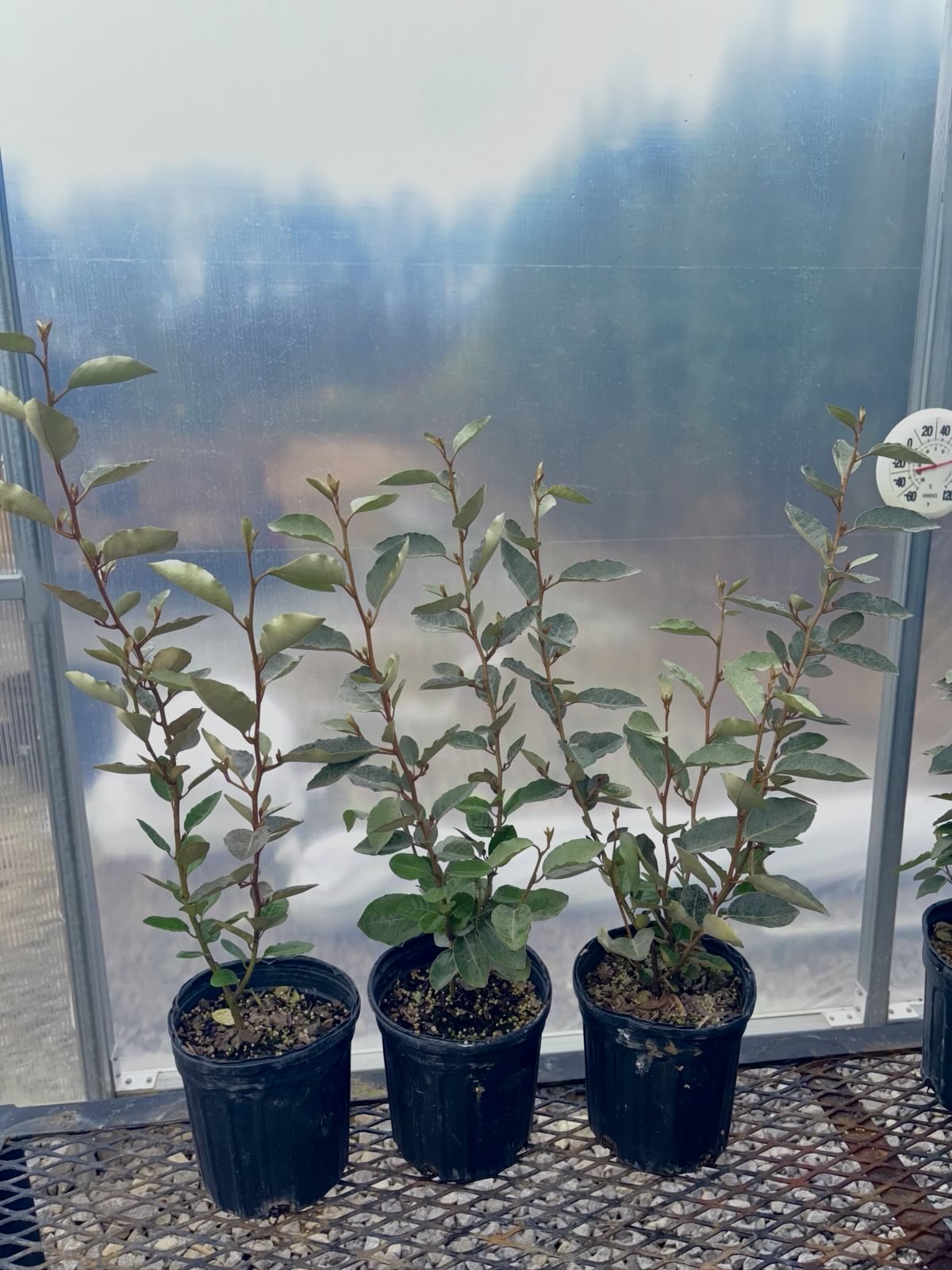 Silverberry Shrub