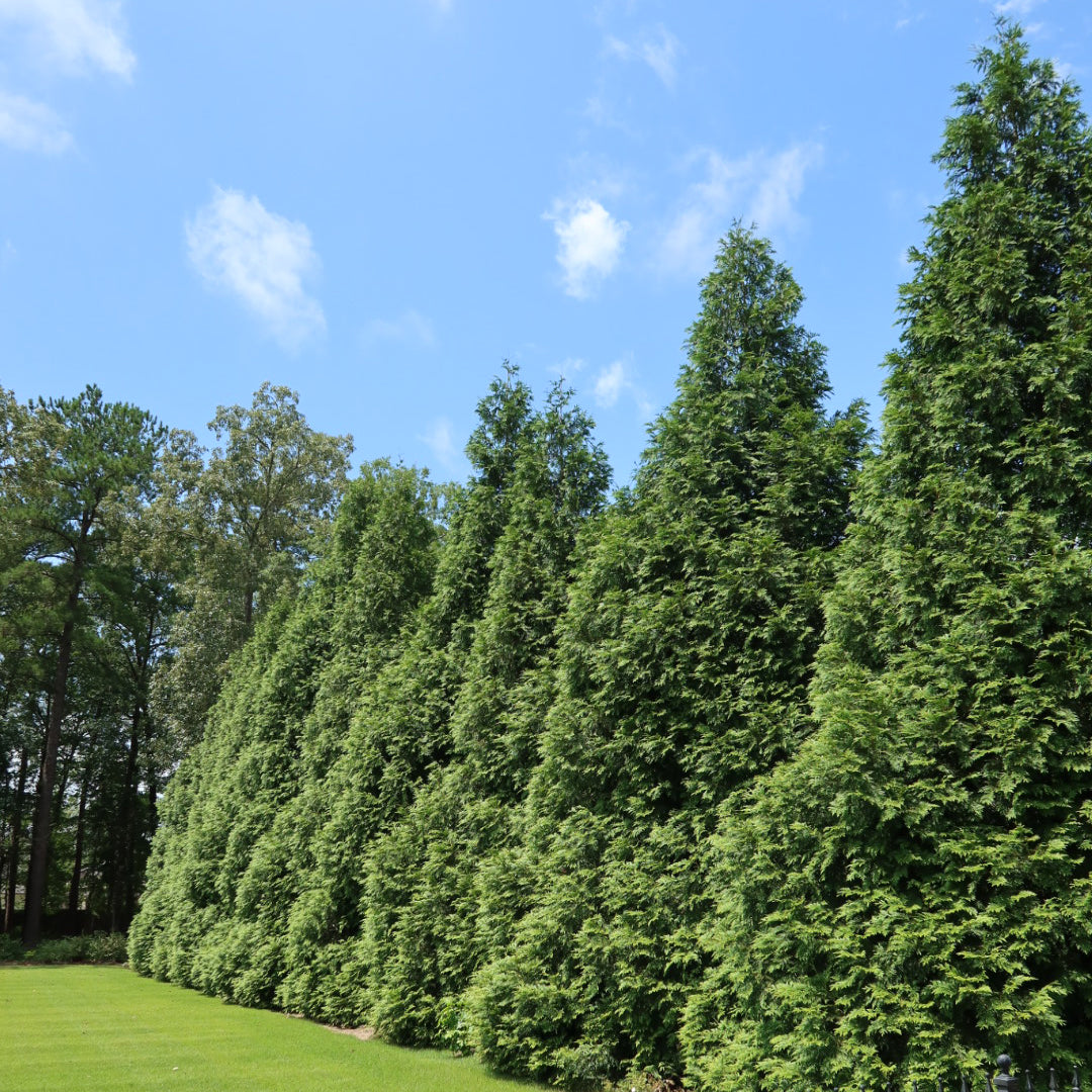 Green Giant (Thuja Tree) 1 Gallon (2'-3' tall)
