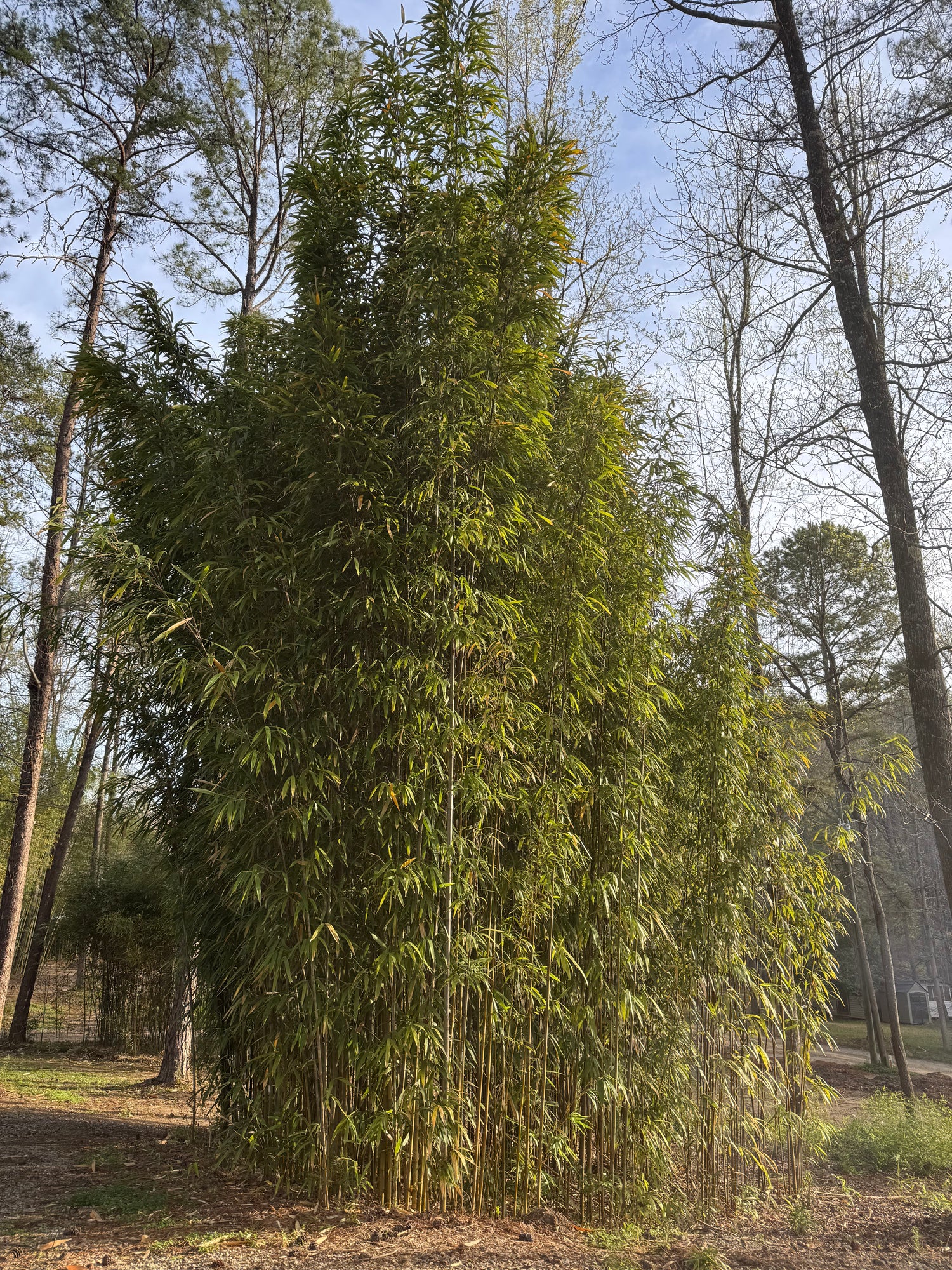 Tall grove of tonkin cane bamboo