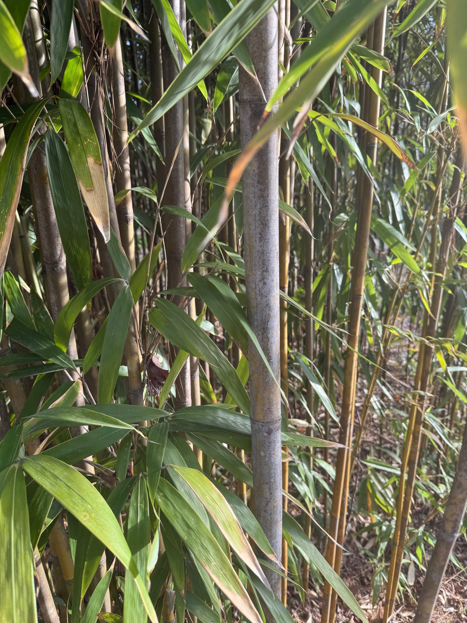 Close up of tonkin cane or flyrod bamboo