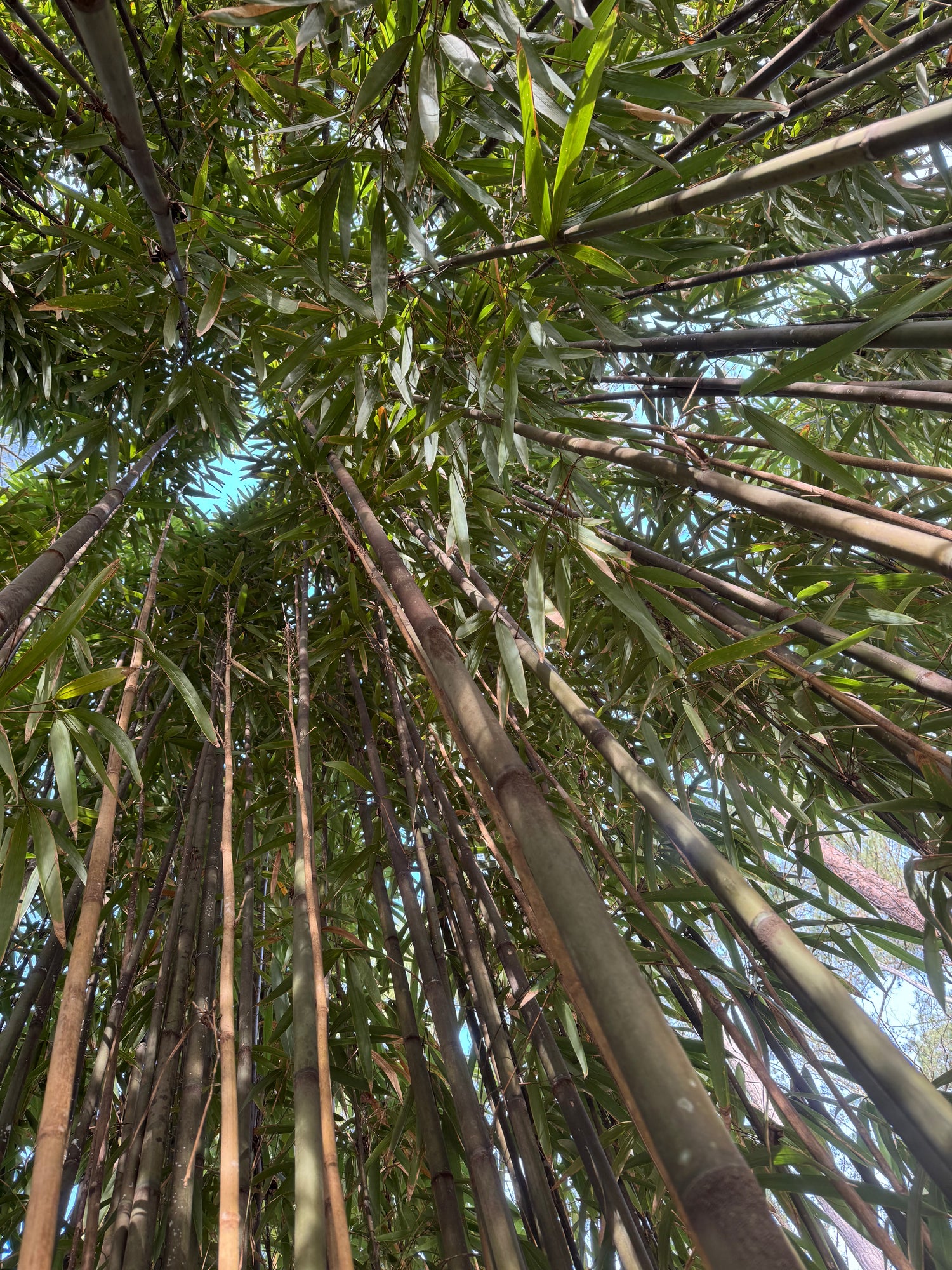 Inside of a grove of tonkin cane bamboo looking upwards towards the sky.