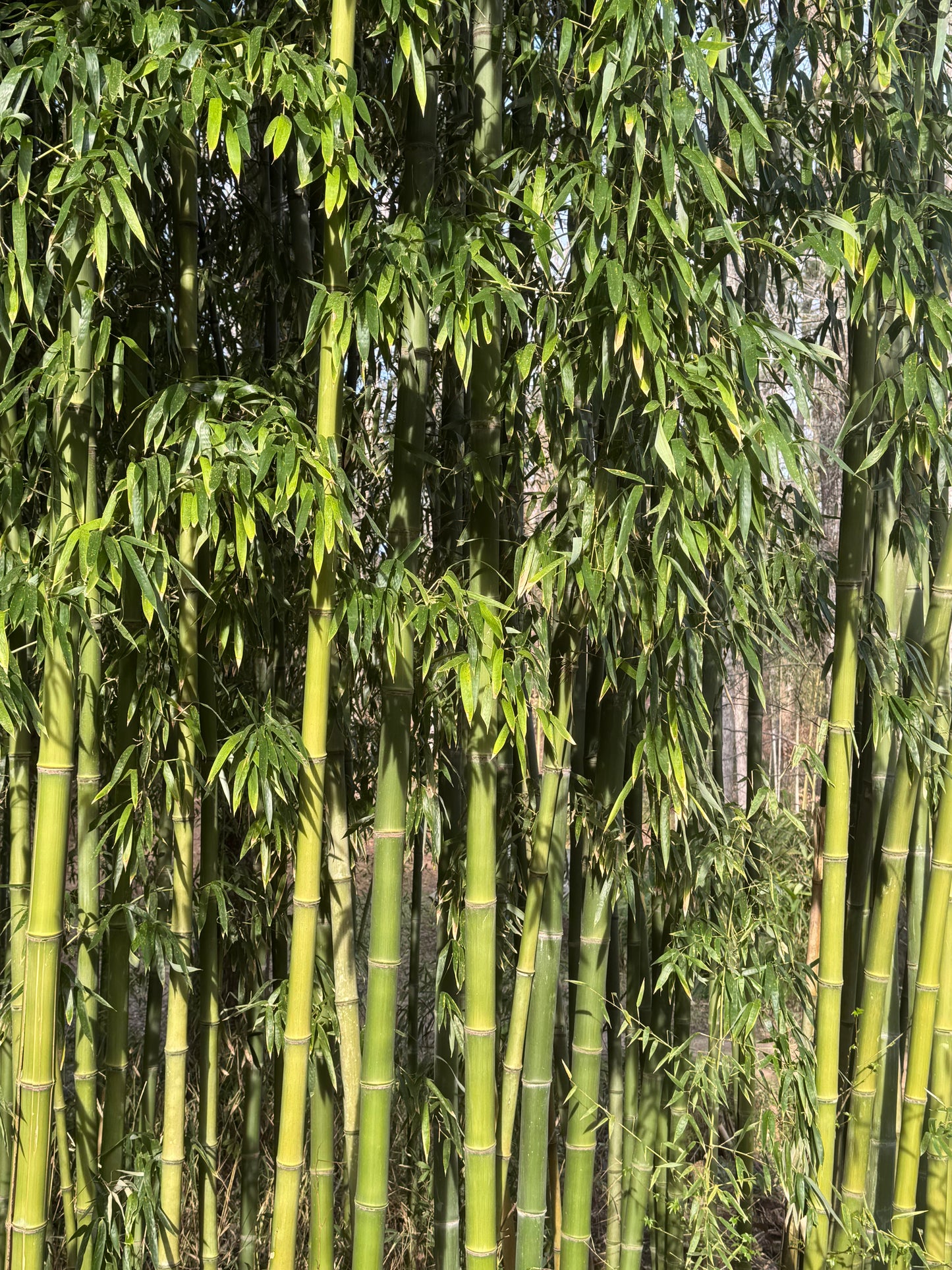 Congesta canes in the morning sun
