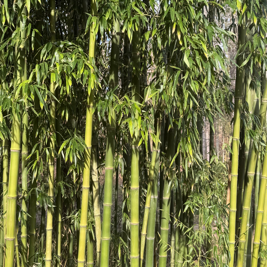 Congesta canes in the morning sun