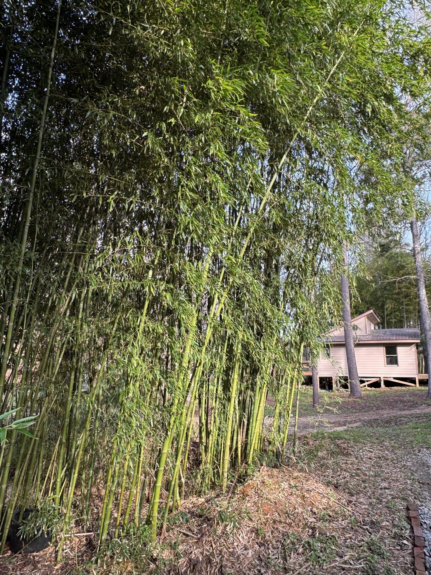 Incense bamboo with a modern house in the background.
