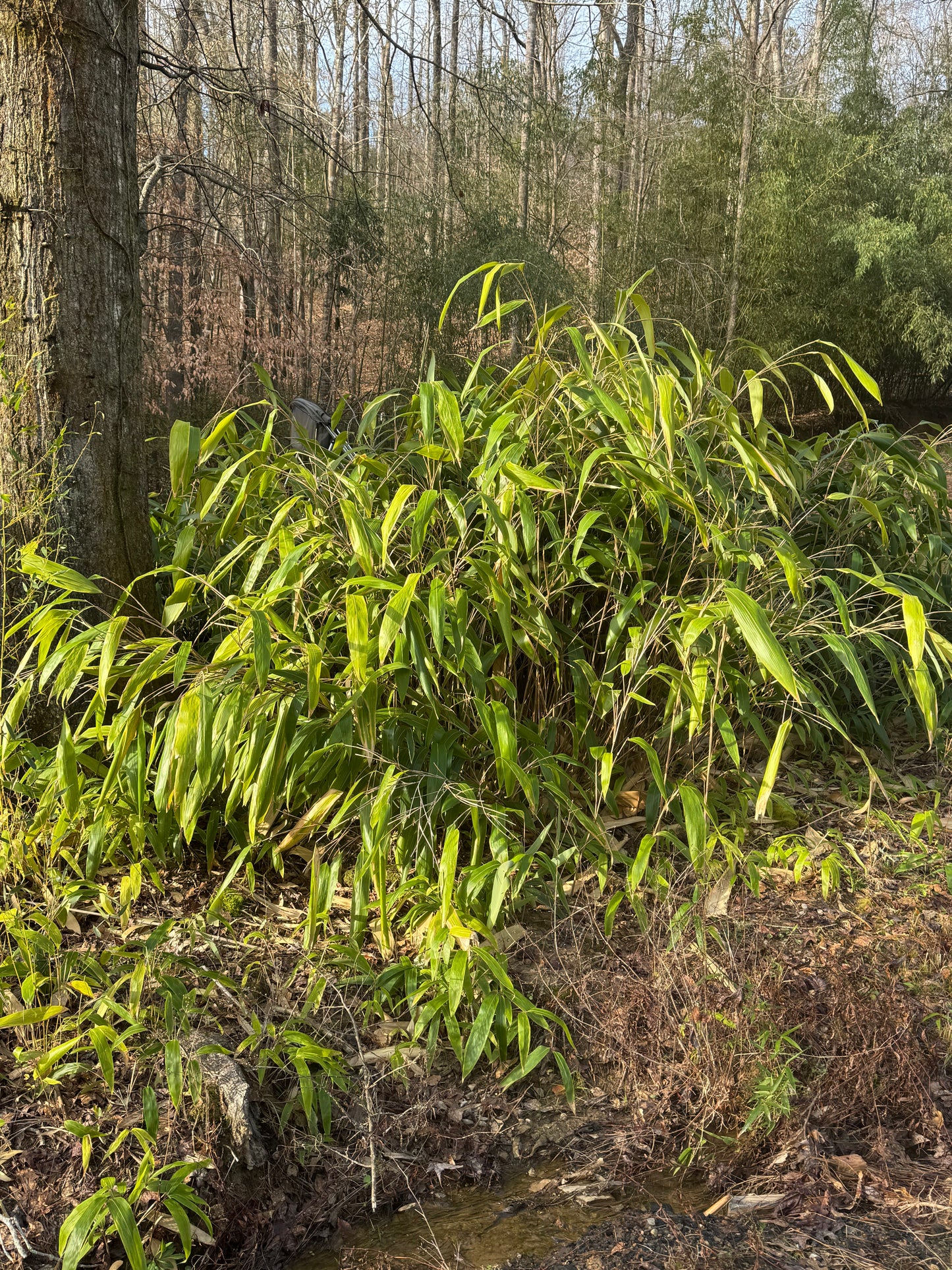 Small grove of giant leaf bamboo next to a stream.