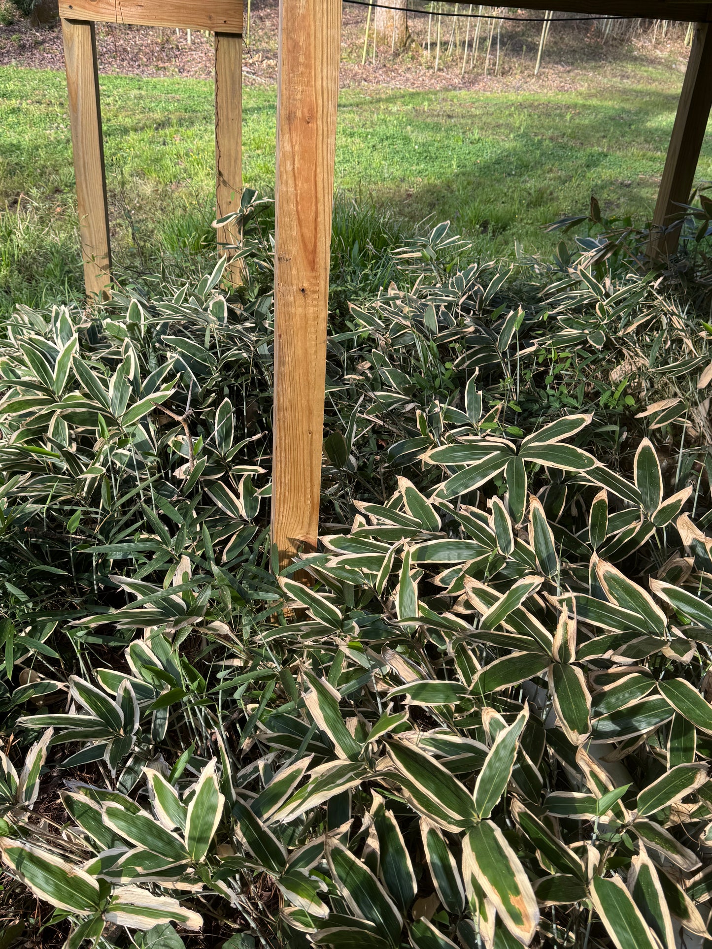 Sasa Veitchii grown under a deck.