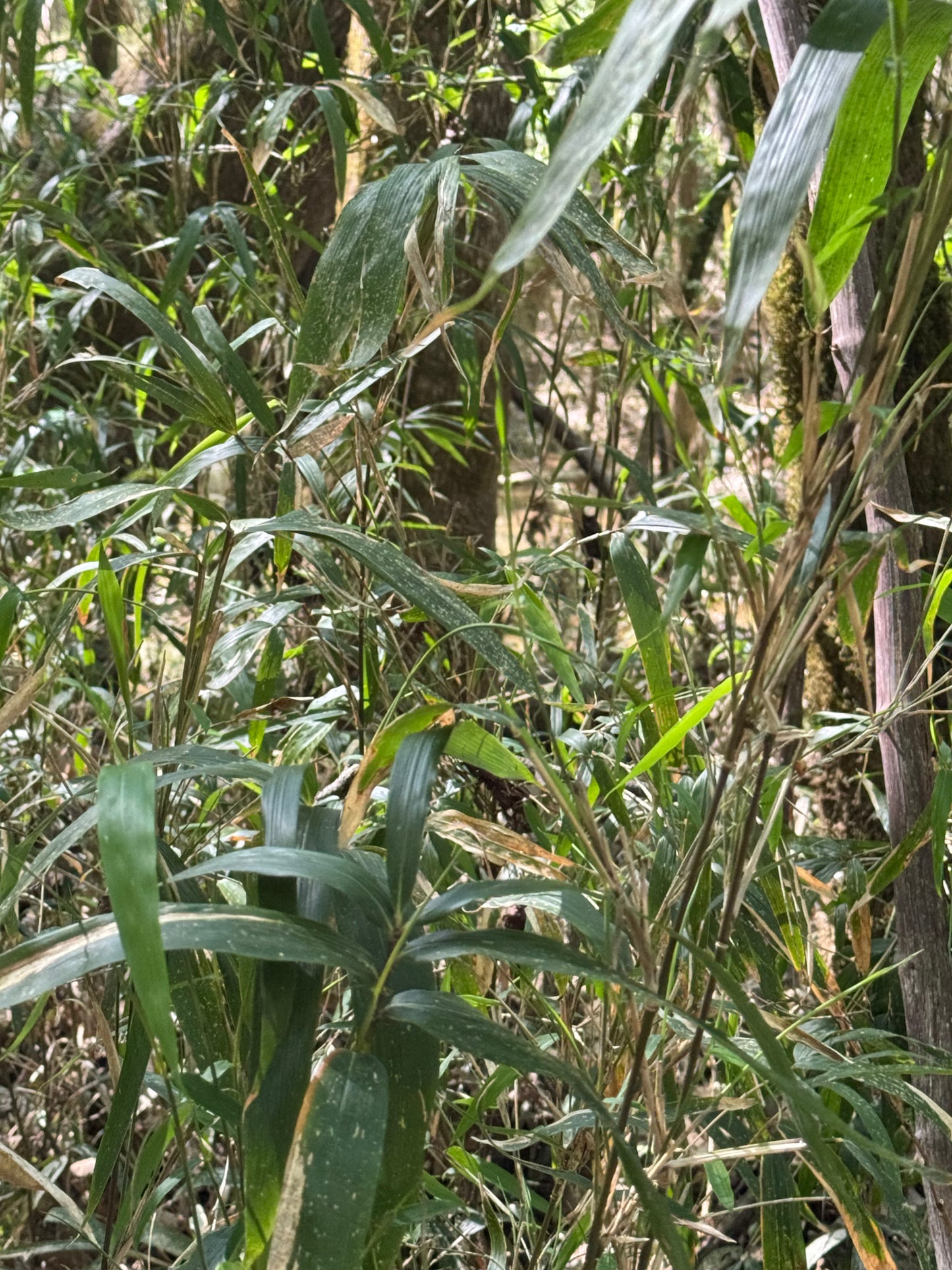 Native Rivercane