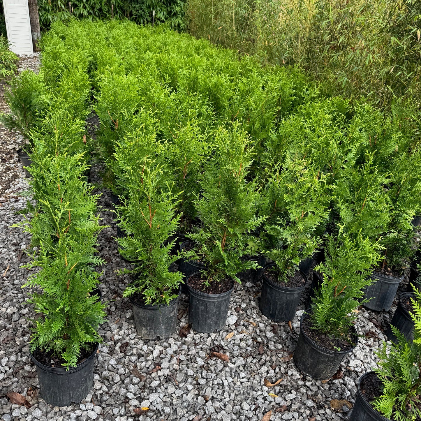 Row of potted 2 gallon evergreen shrubs on a gravel surface with trees in the background