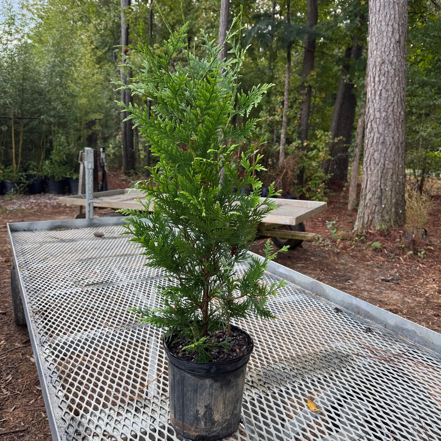 2 gallon giant Thuja sitting on a nursery trailer.