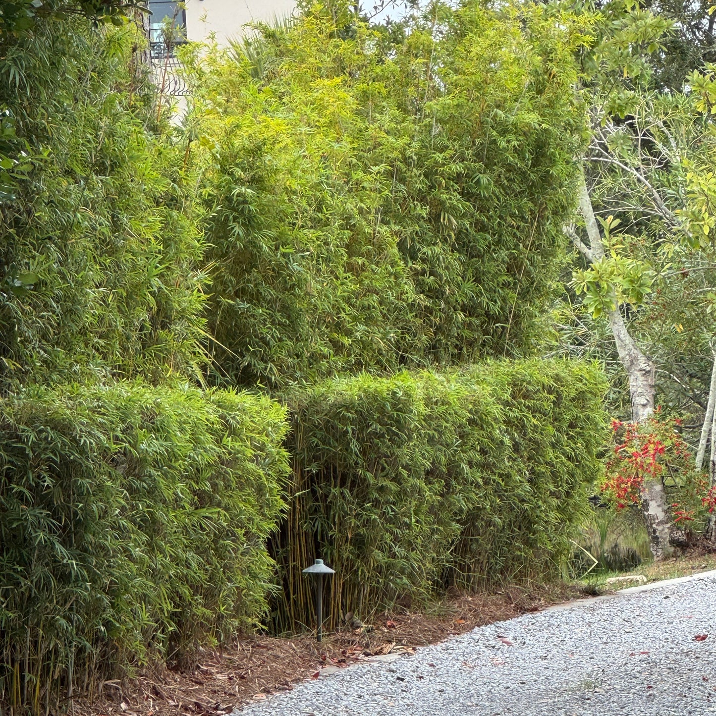 Stair cut on a golden goddess privacy planting.