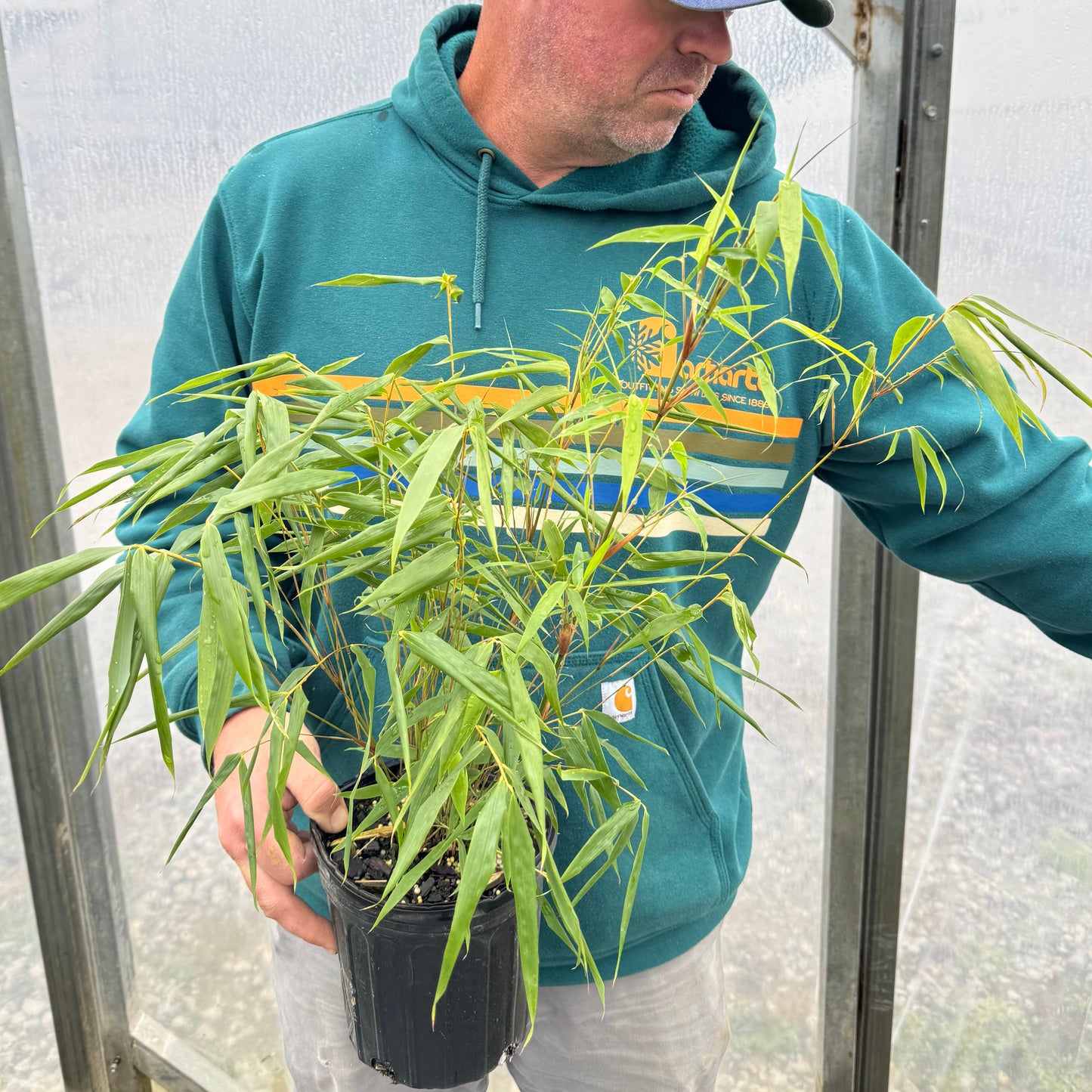 Rufa (Cold hardy Clumper)