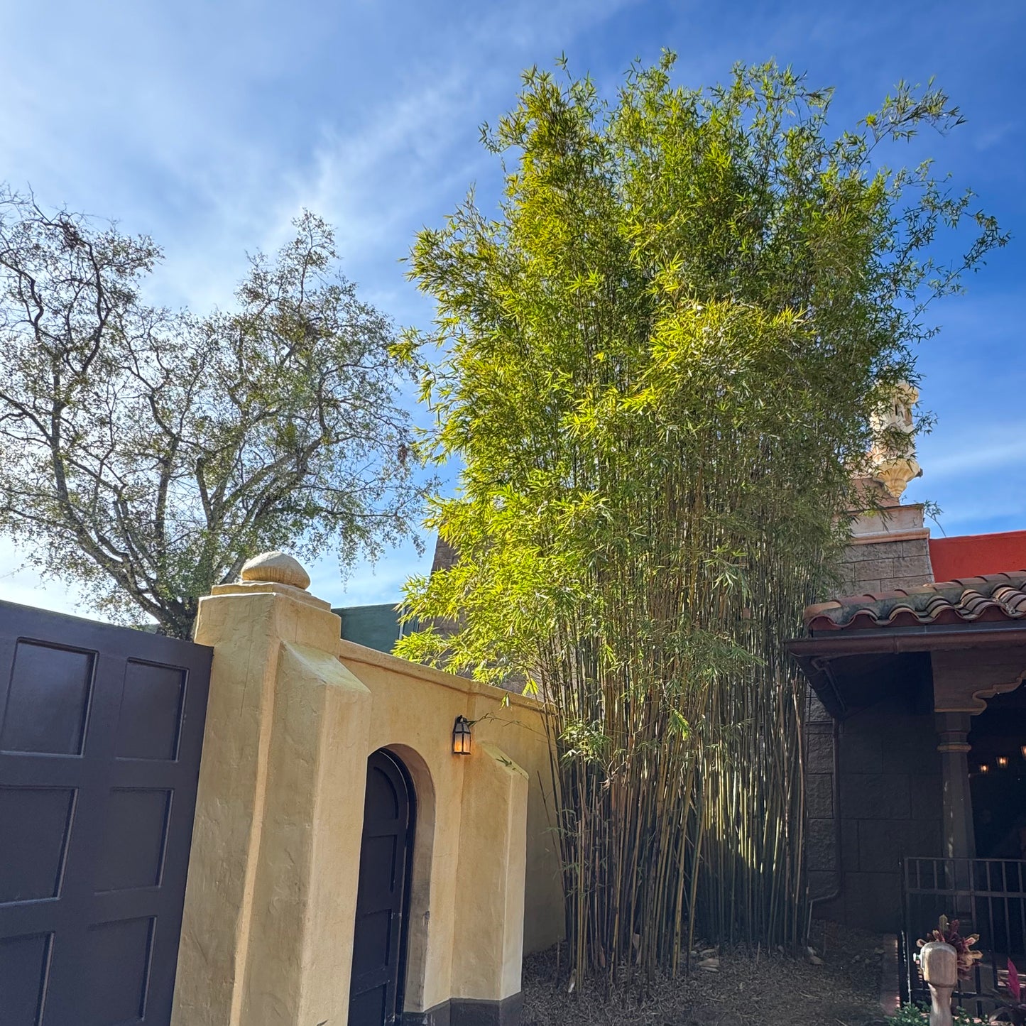 Gracilis bamboo by a door