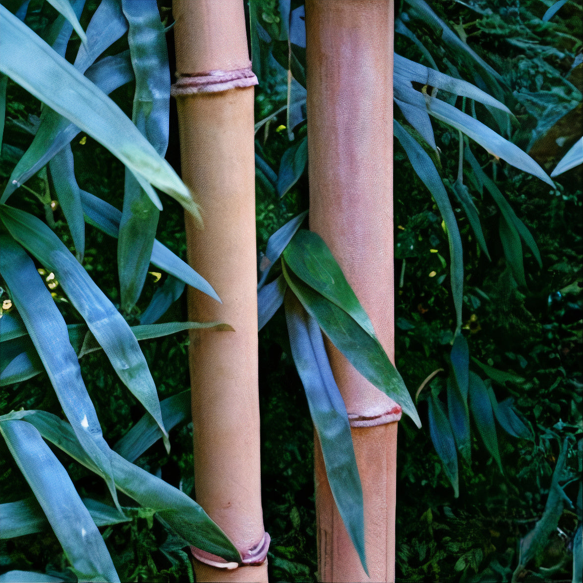 Giant Japanese Timber