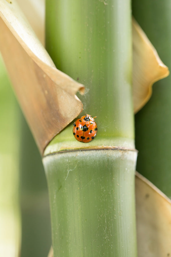 Lady on bamboo cane above nodal ring