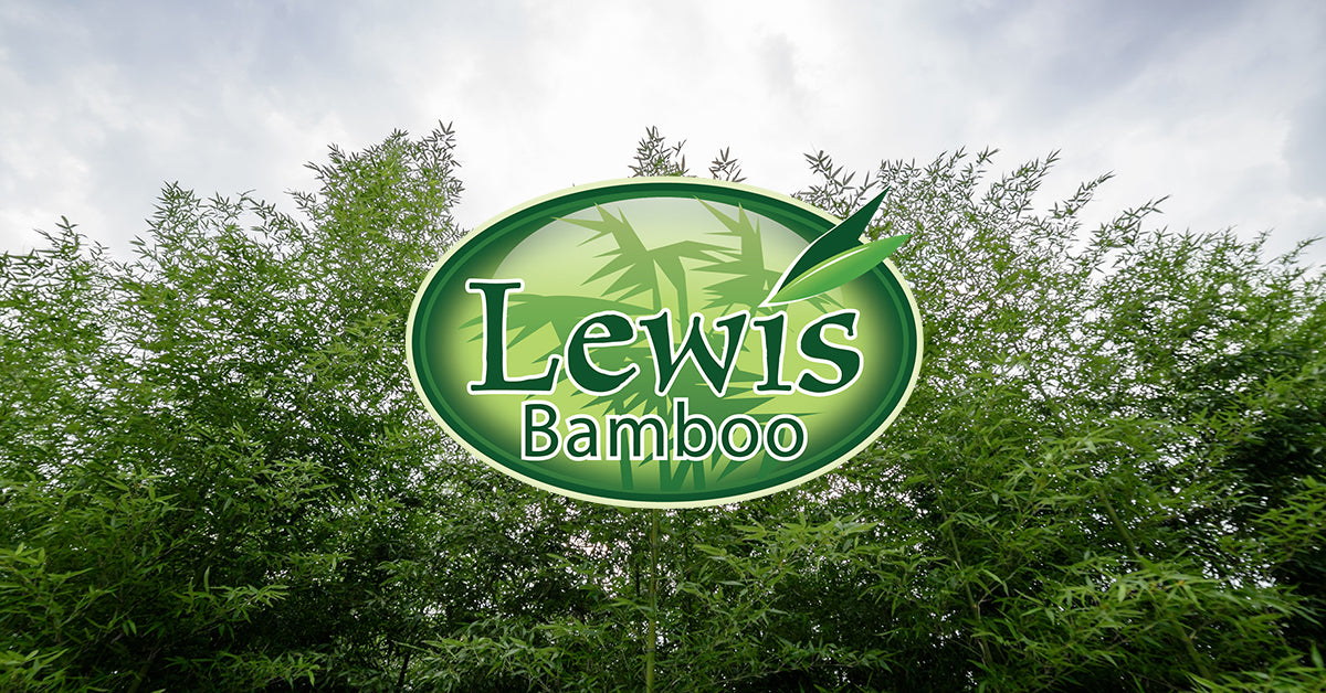 How does bamboo grow? – Lewis Bamboo