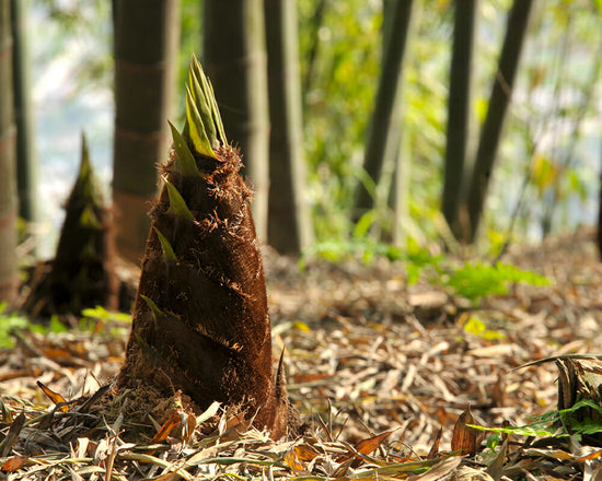 Moso bamboo shoot during early spring in our bamboo grove in Alabama.