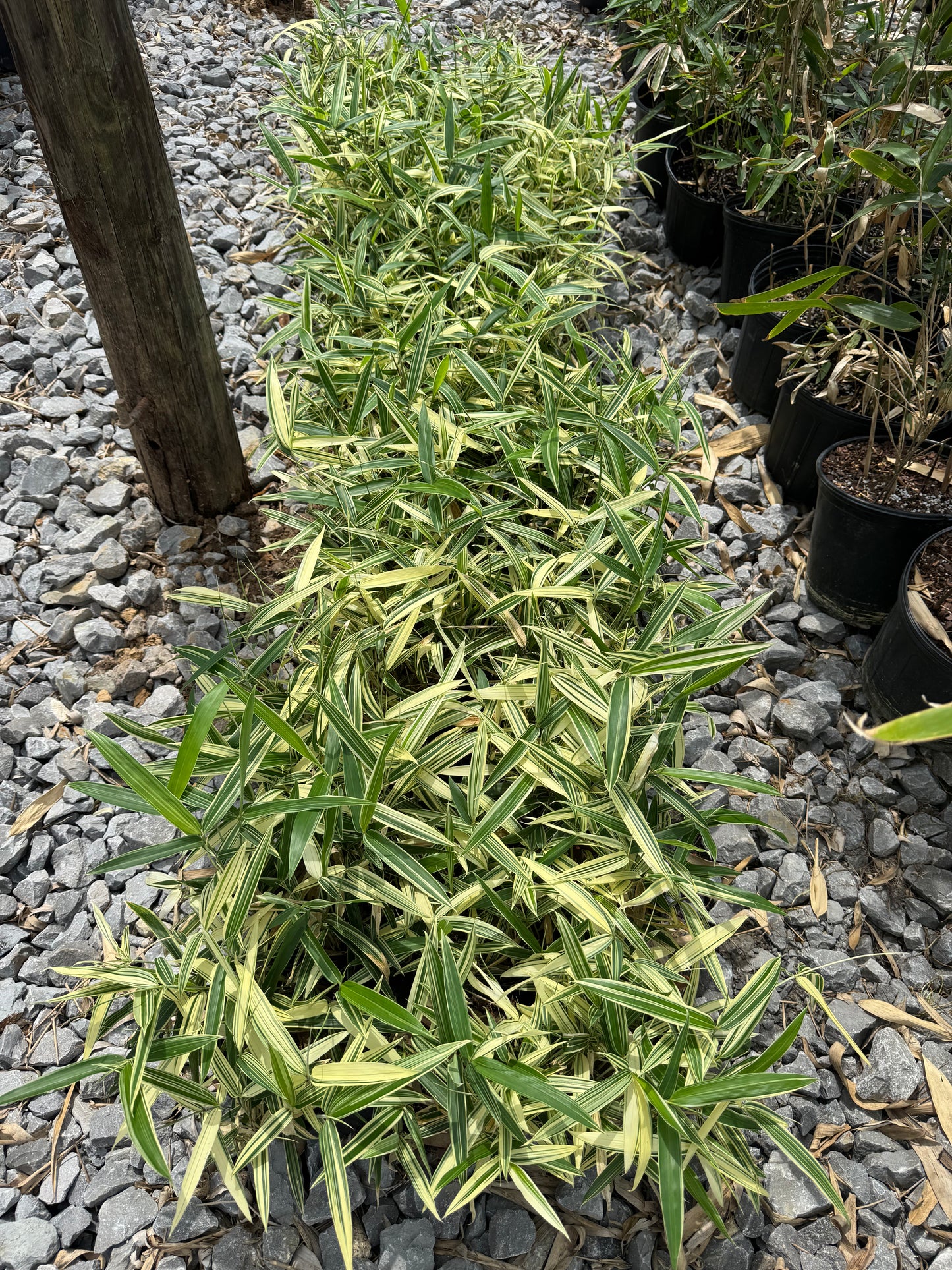 Albostriata