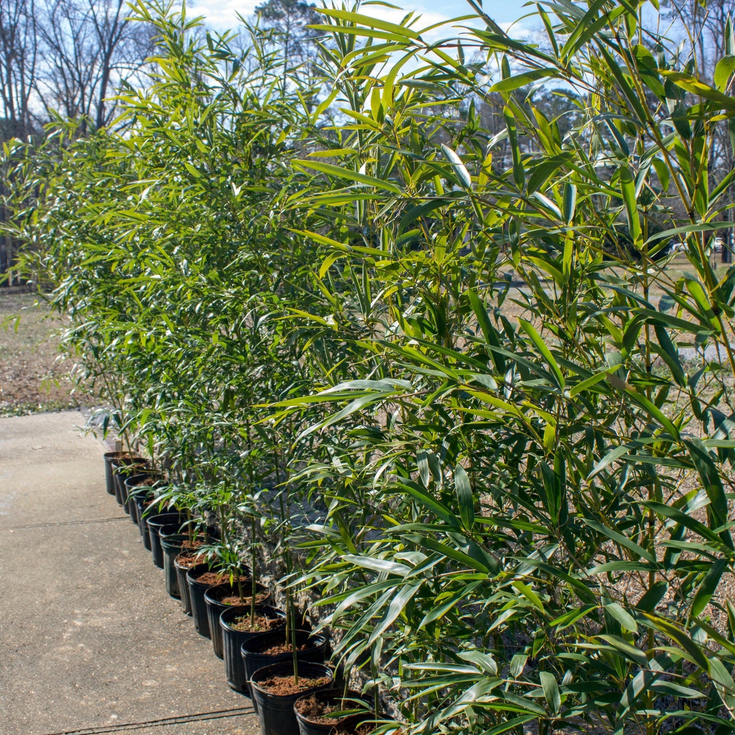 Red Margin Bamboo