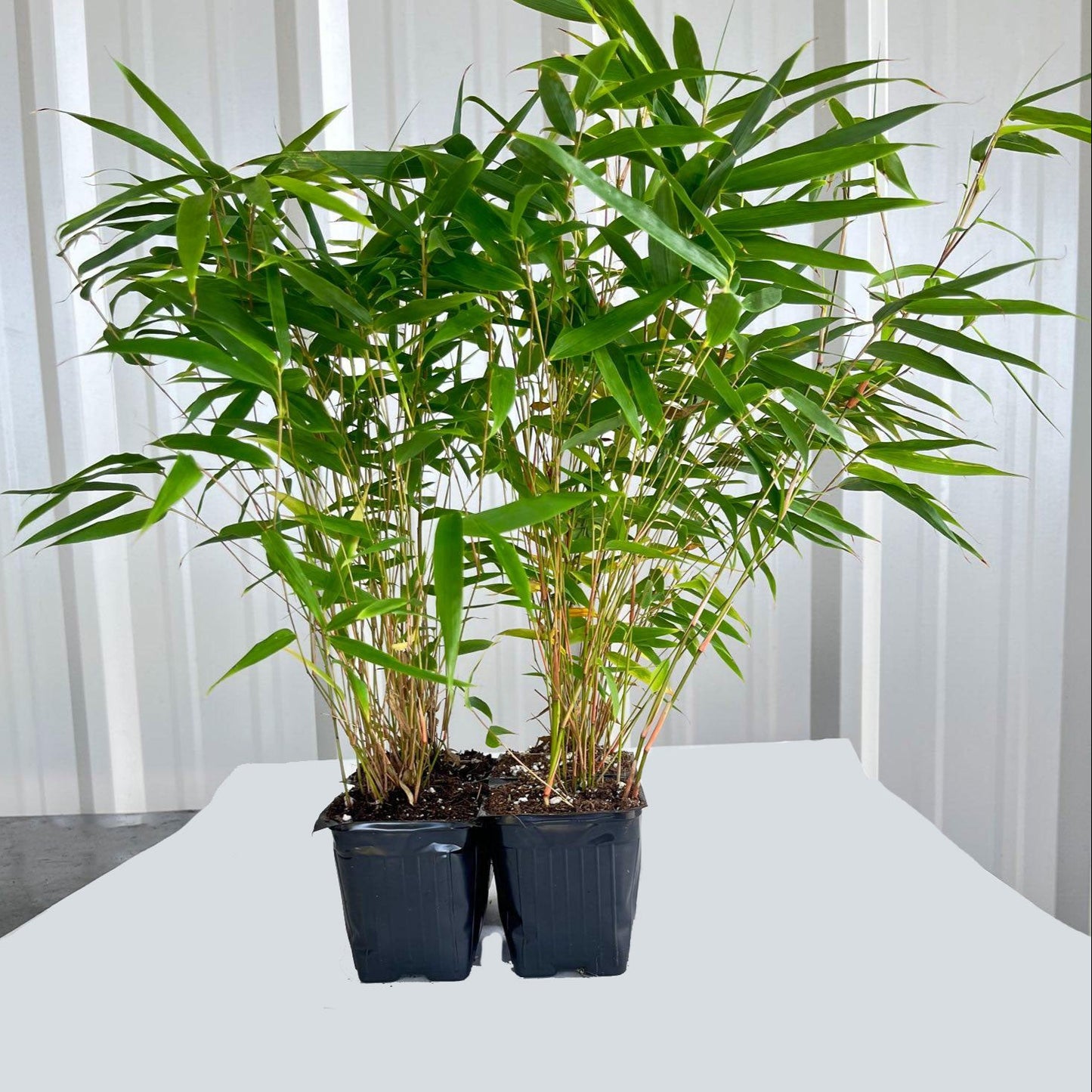 Rufa (Cold hardy Clumper)
