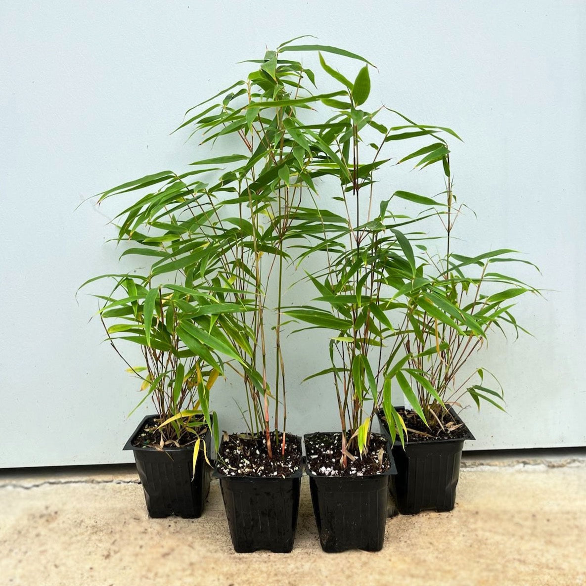 Rufa (Cold hardy Clumper)