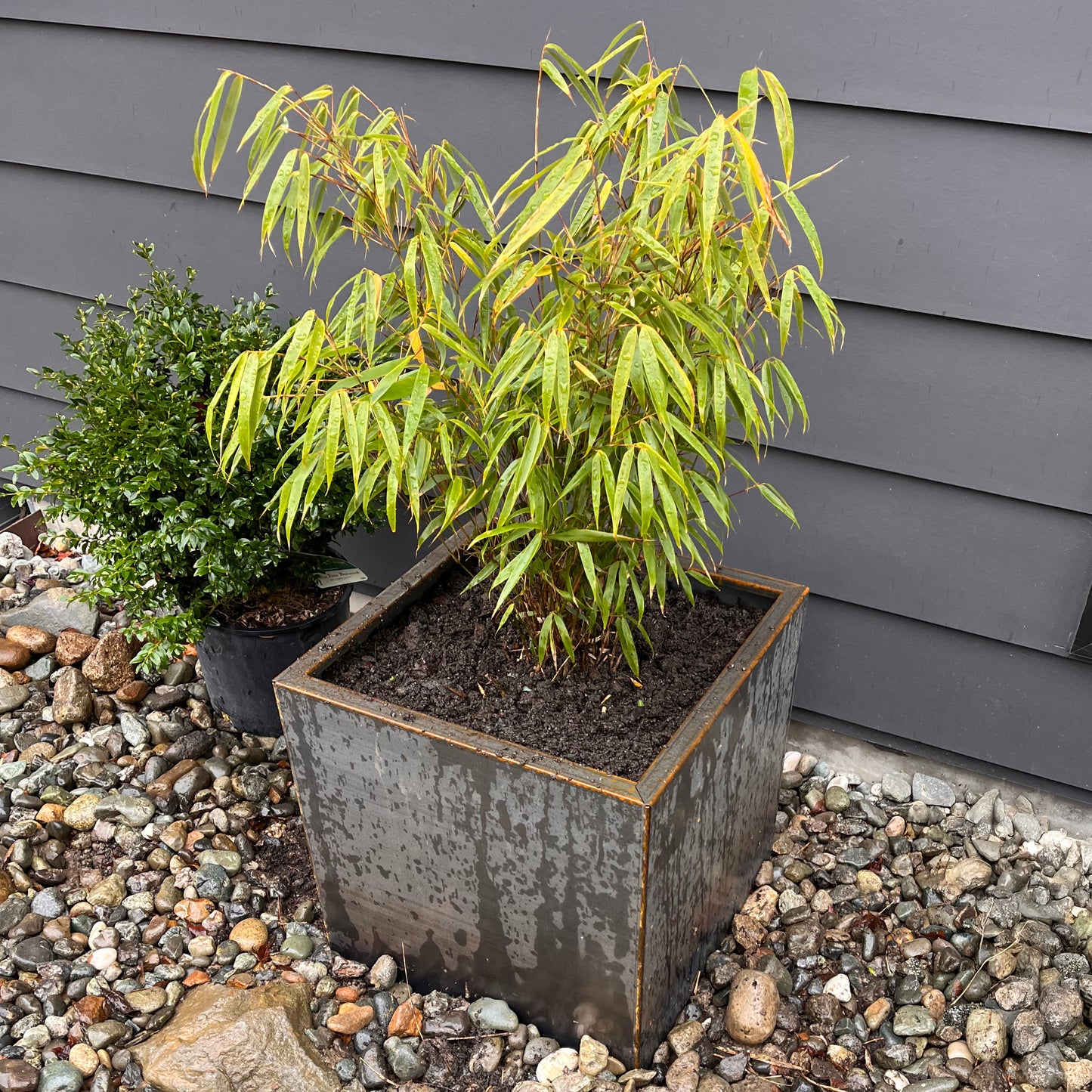 Rufa (Cold hardy Clumper)