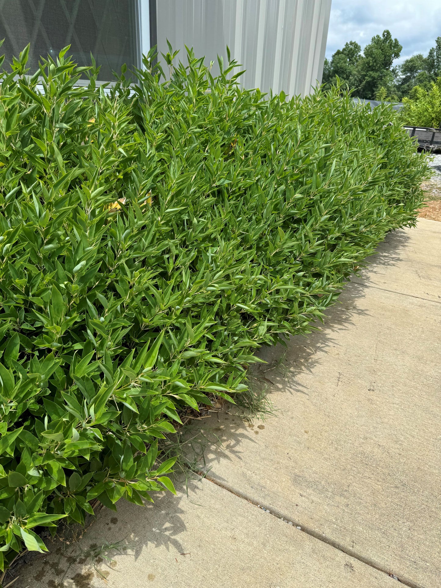Ruscus