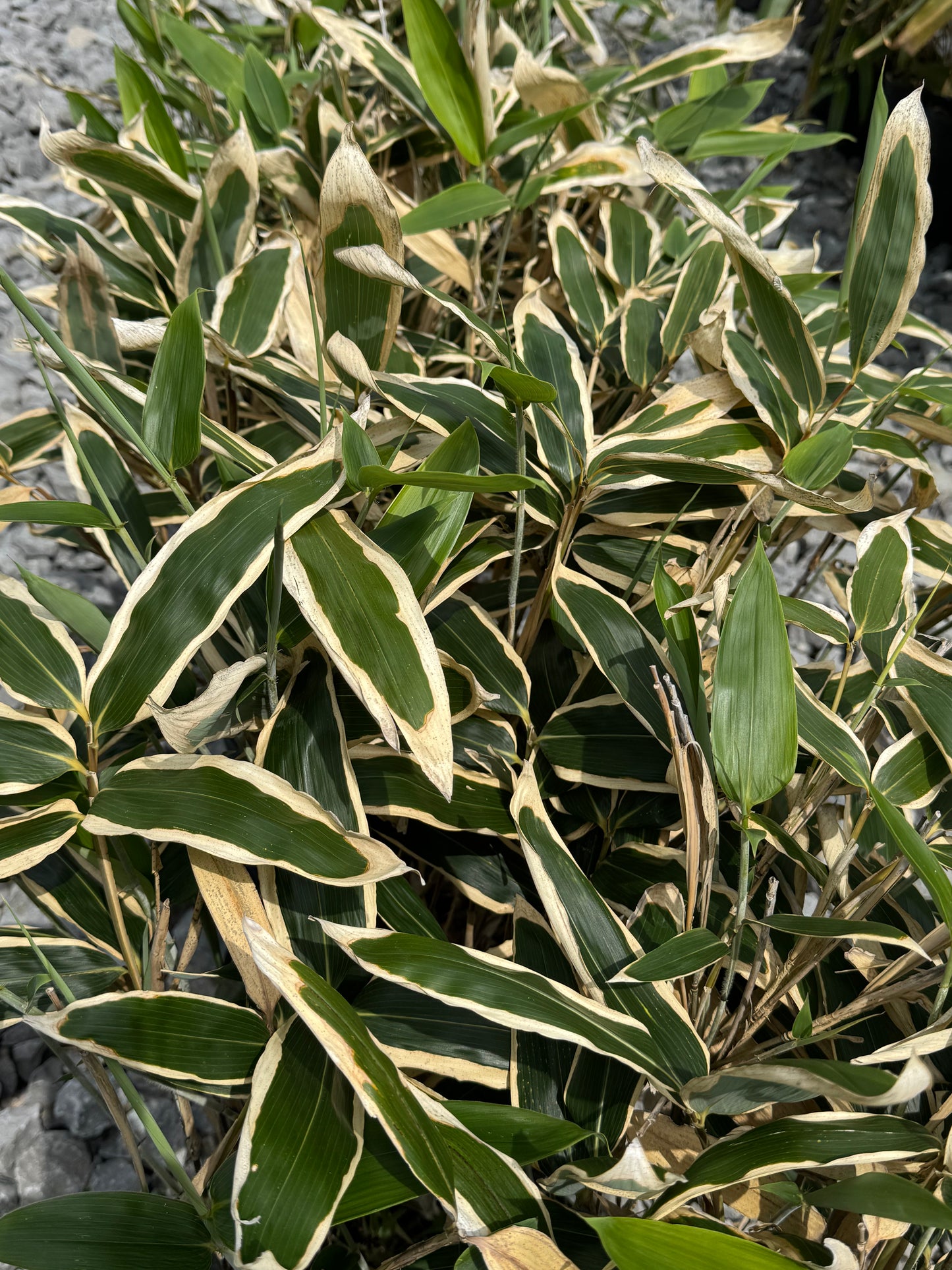Kuma-Zasa Bamboo