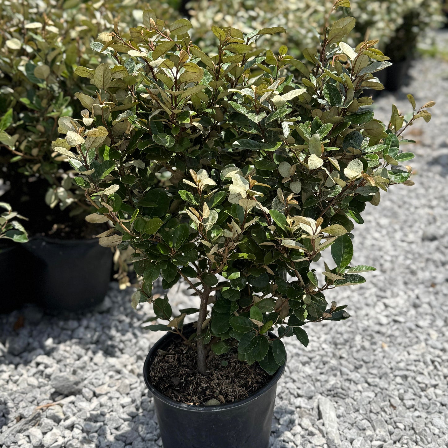 Silverberry Shrub
