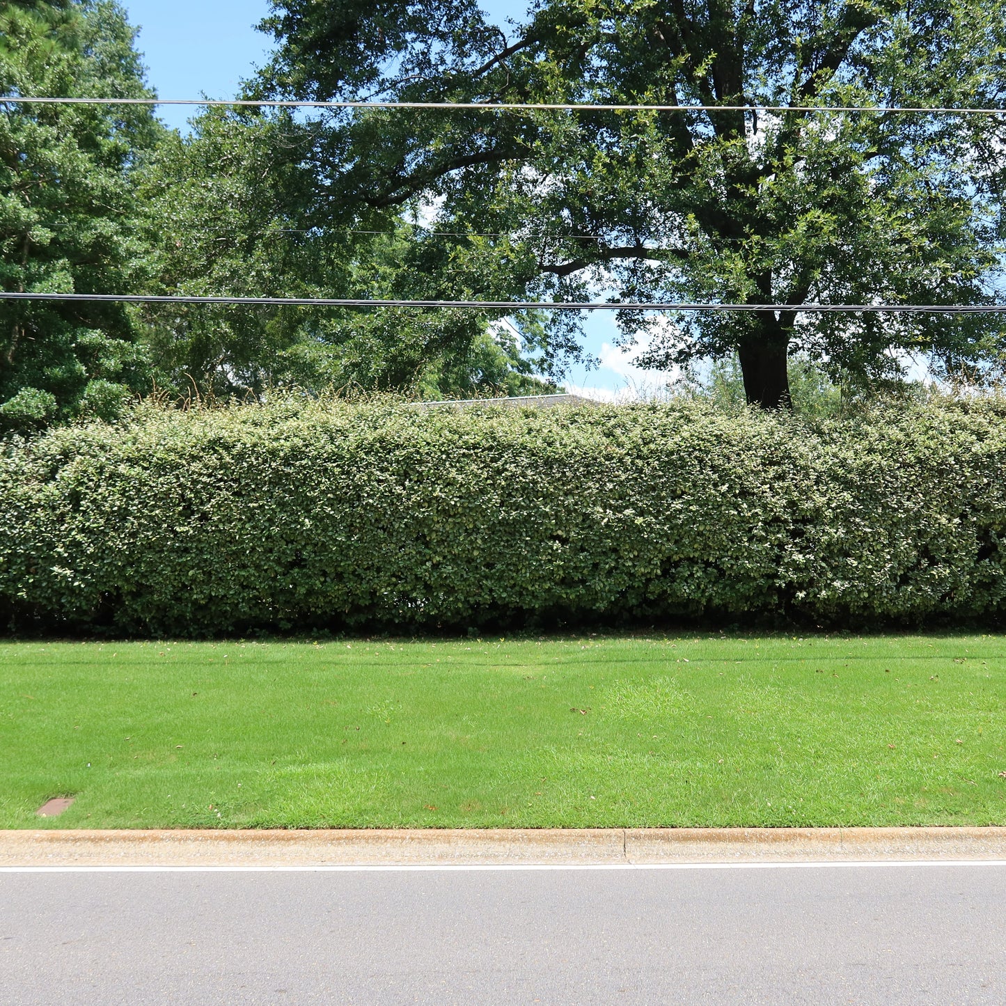 Row of Silverberry bushes blocks a house from a busy road.
