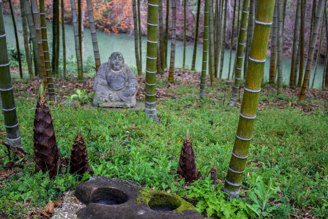 bamboo shoots emerging in spring time along the creekside at Lewis Bamboo