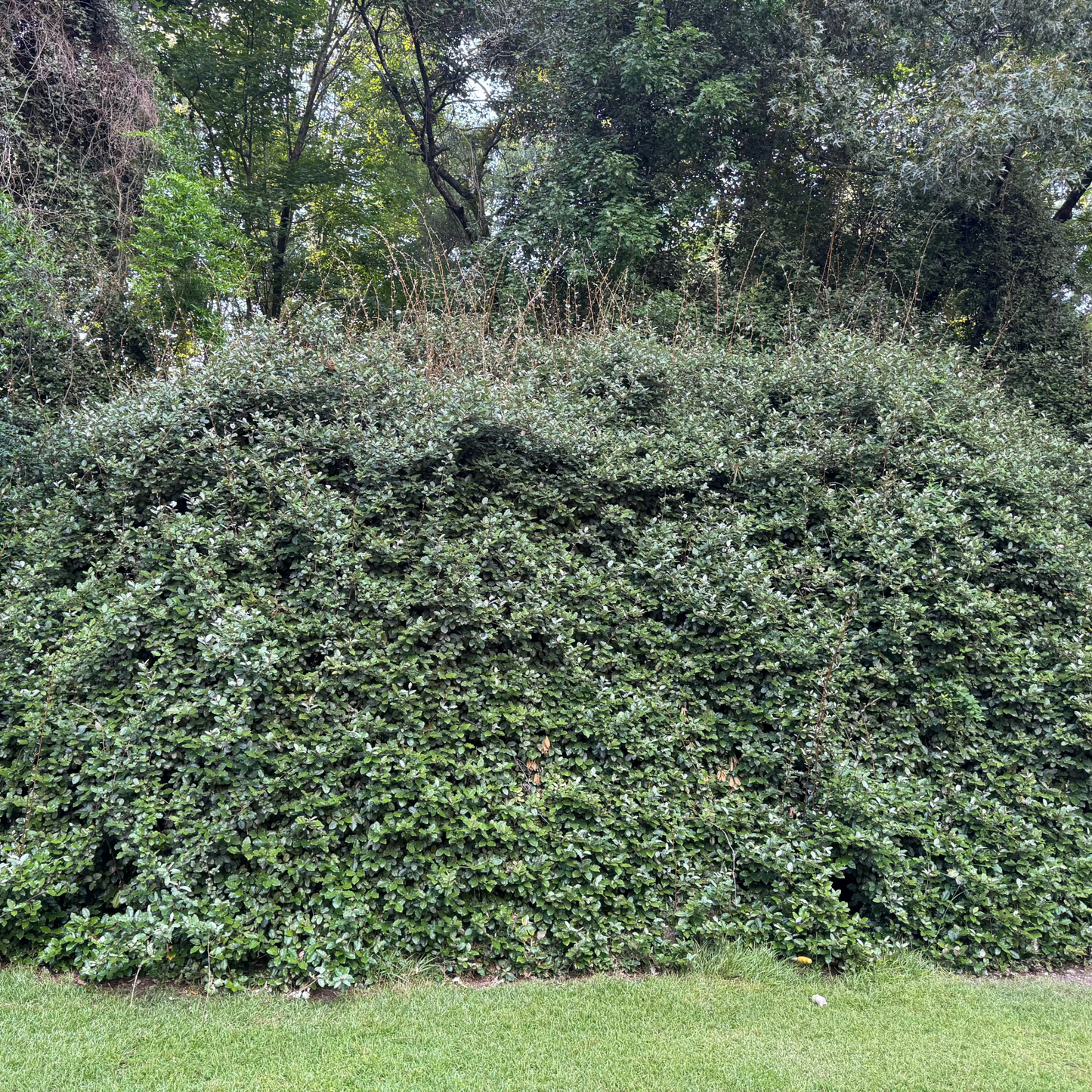 Just after spring and the majority of the foliage is green, just a few signs of the silver leaves.