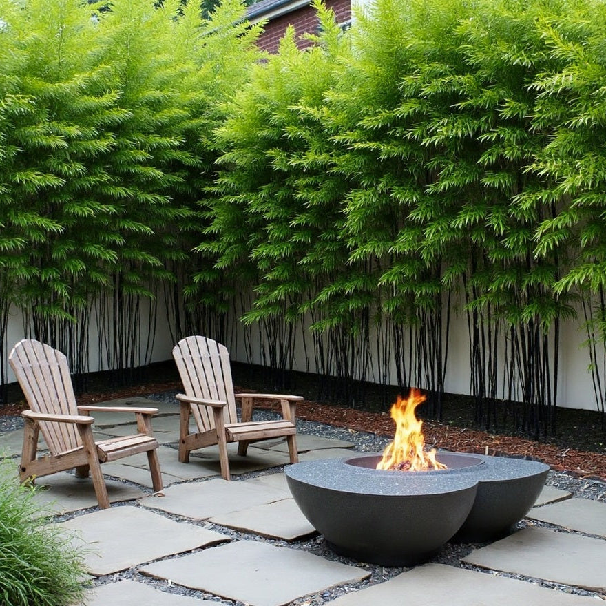 Black bamboo around a burning fire pit