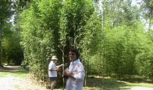 Some of our customers walking our groves selecting bamboos!