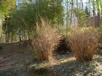 Clumping bamboo killed by cold weather. Brown leaves and dead canes.