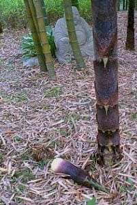 Aborted bamboo shoot next to a larger more mature shoot.